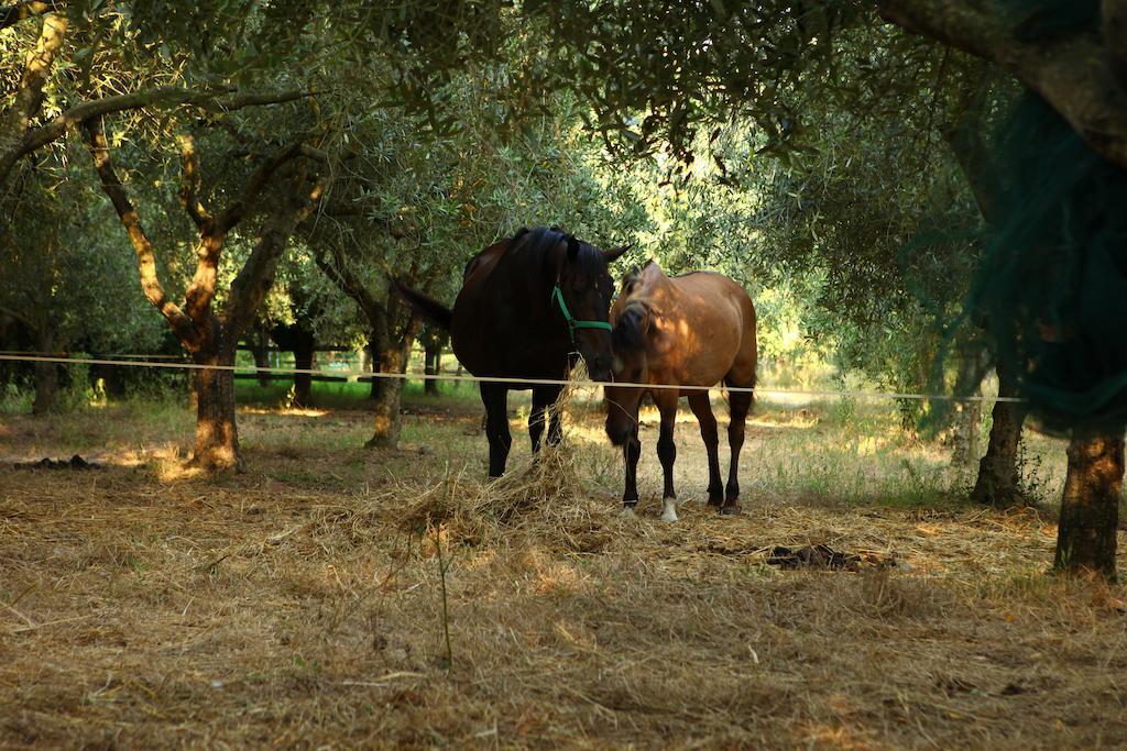 Bauernhof Il Pozzo *